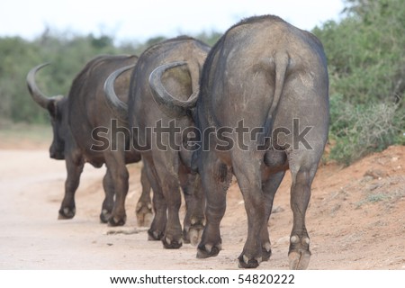 Three large African buffalo walking in single file