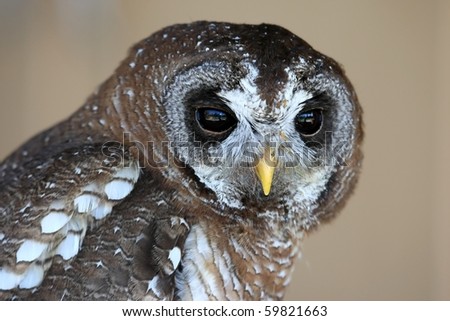 Wood owl with speckled feathers and large round eyes