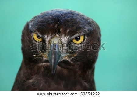 Portrait of a young Martial Eagle with staring yellow eyes