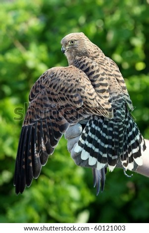 Peregrine falcon with it\'s wings spread perched on it\'s trainers hand
