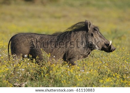 Ugly warthog with big teeth standing in yellow wild flowers