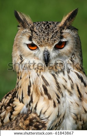 Bengal eagle owl with orange eyes and ear tufts