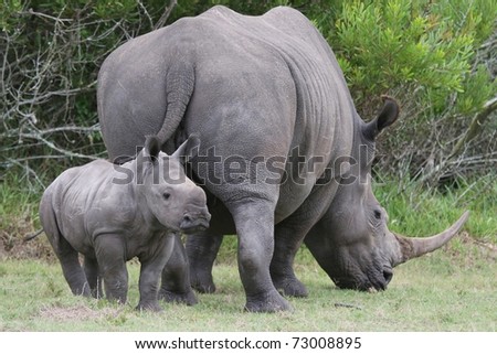 Cute baby White Rhino standing next to it\'s mother which has a large horn
