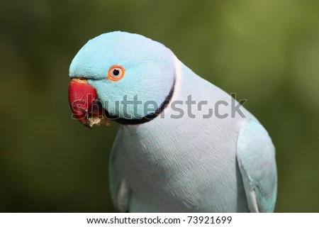 Light Blue Indian Ring Necked Parrot Eating A Seed Stock Photo 73921699 ...