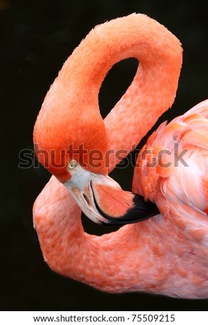 Carribean flamingo bird with it\'s neck making a figure of eight