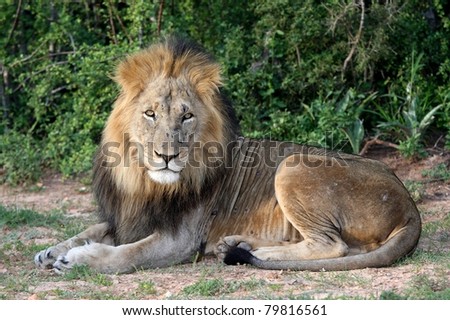 Portrait of a handsome male lion with battle scars on his snout