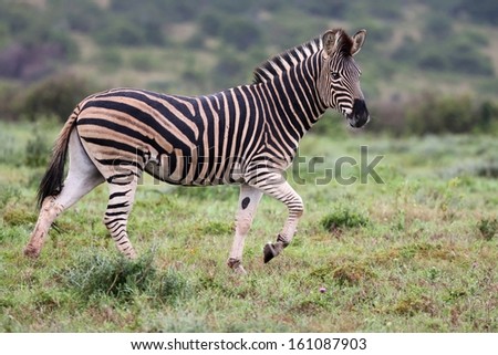 Plains or Buchell Zebra running across green African grassland