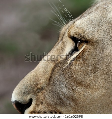 Close up of a lioness face with large amber eyes