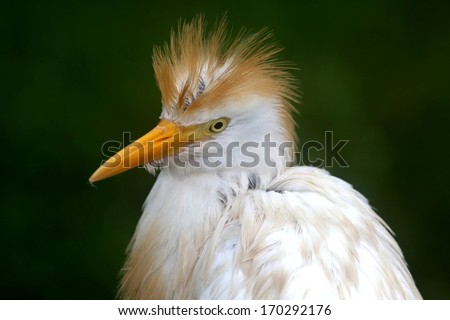 White egret bird with crest feathers looking like a bad hair do