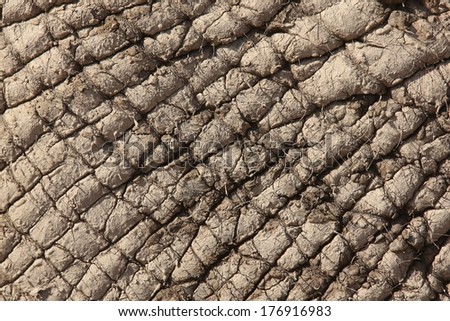 Skin of an African elephant covered in dried mud for protection against sun and pests