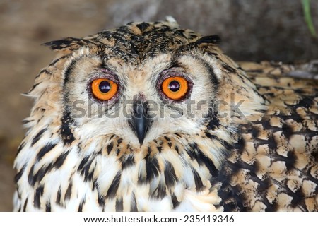 Cape Eagle Owl with large round orange eyes and beautiful feathers