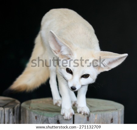 Beautiful little fennic desert fox with very large ears