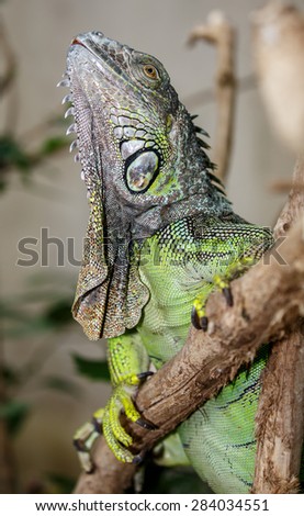 Green Iguana reptile with delicately detailed skin