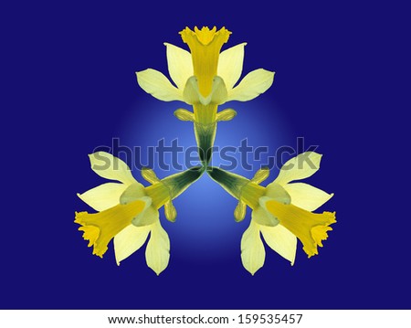 Fantasy of three daffodil flowers in rose window on blue background.