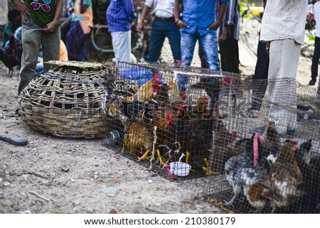 AHMEDABAD, GUJARAT/INDIA - 10 AUGUST 2014 : Hens are kept in close cage in open market, GujariBazaar in  Ahmedabad.