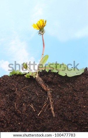 stock-photo-section-through-a-dandelion-taraxacum-officinale-showing-roots-leaves-flower-and-bud-in-soil-100477783.jpg