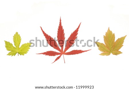 Three Simple Opposite Leaf Shapes On White Stock Photo 11999923 ...