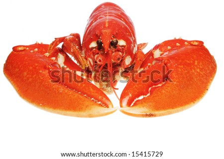 Close Up Of A Cooked Lobster'S Claws Stock Photo 15415729 : Shutterstock