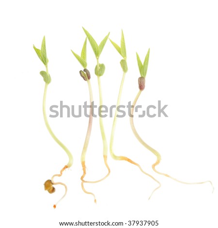 Germinating and sprouting seeds isolated on white