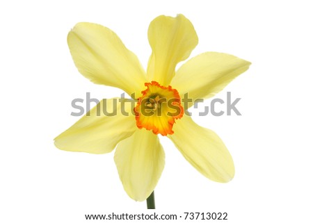 Single star shaped daffodil flower with an orange trumpet