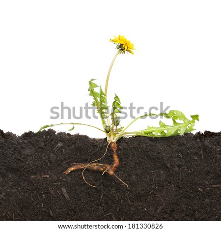 Section through soil with a dandelion weed and tap root against a white background