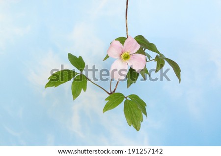 Clematis Montana flower and foliage against a blue sky with white wispy clouds