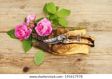 Cut roses, gardening gloves and secateurs on a wooden board