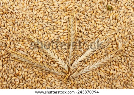 Wheat ears on a bed of wheat grain