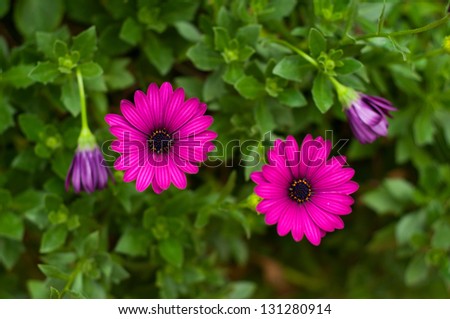 Purple flowers with dark green leafs background