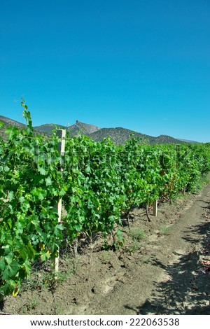 Vineyard landscape in the valley in the daytime