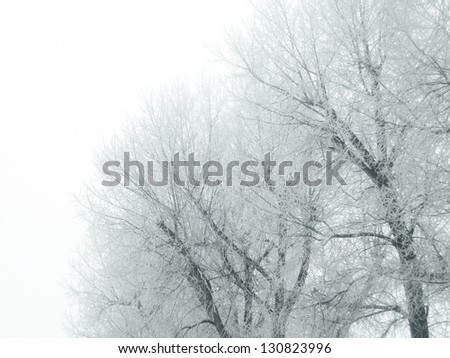 Few trees in winter misty day with white background.