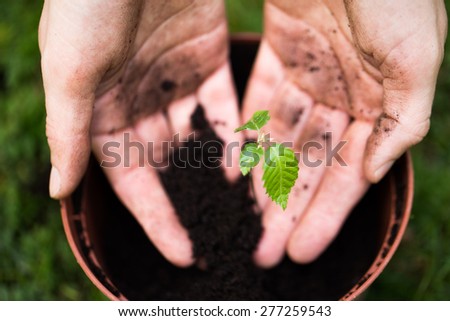 young tree in black soil, planting a tree, ecology concept