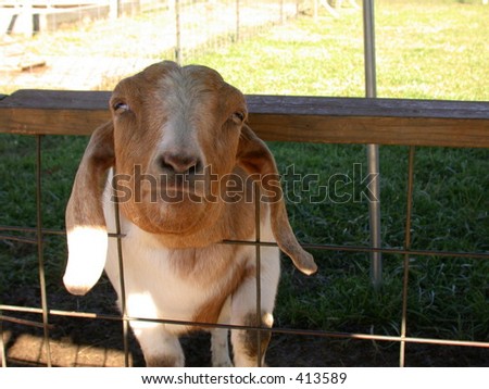 sheep lamp peeking and sticking head through fence