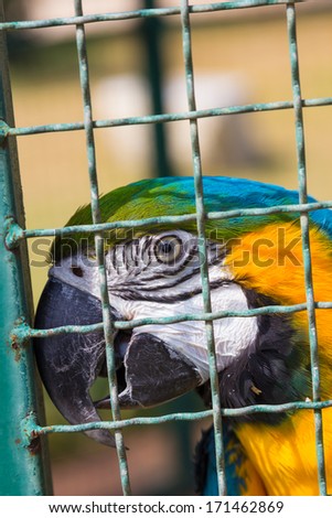 Macaw parrot in bird cage