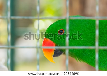 Eclectus parrot in bird cage closeup