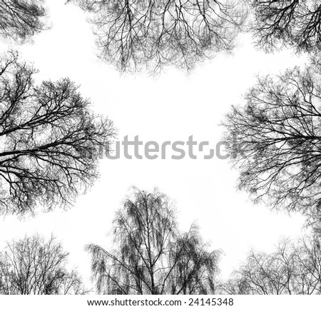 top of winter trees from low perspective and white sky in background