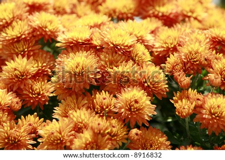 Fall floral background with potted Mums