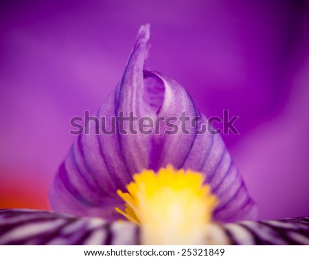 Iris flower detail