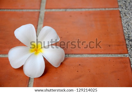 White Frangipani flowers on terracotta floors.