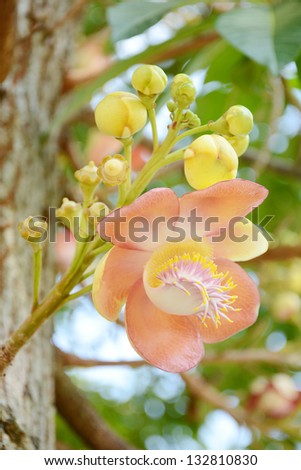 Cannonball tree (Couroupita guianensis Aubl) with beautiful and fragrance flowers.
