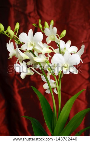 White Orchids on Red Background.
