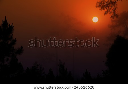 Sunset Background in the Pine Forest, Silhouette Background.