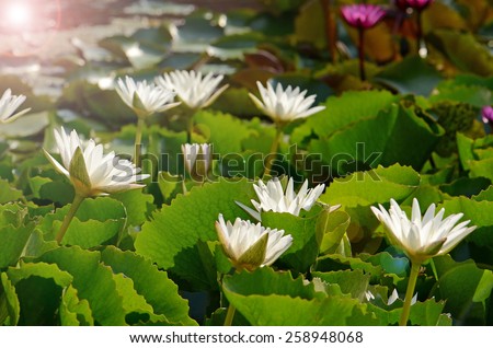 The Lotus pond in the evening light.