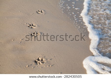 Fresh traces of a dog on the sea beach