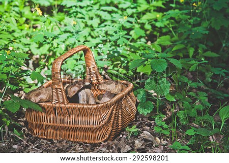 Freshly large harvested white mushrooms in a wicker basket on the forest soil, surrounded by green foliage