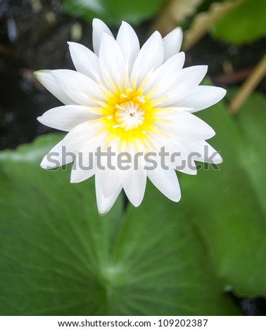 top view of white lotus