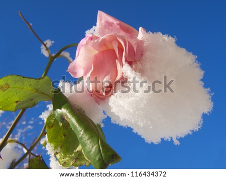 Snow covered pink rose, and blue sky