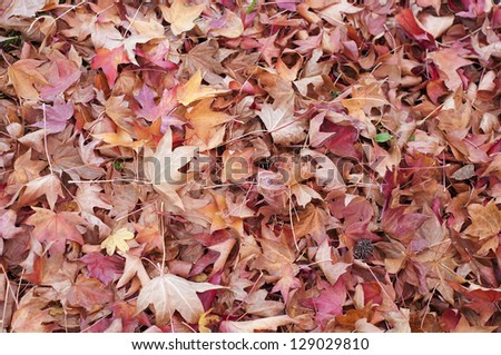 ground covered with liquidambar sweetgum leaves in autumn