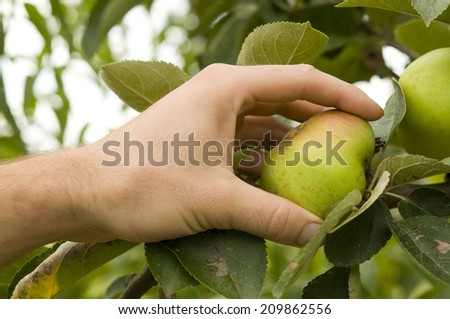 Farmers hand holding an apple in the tree