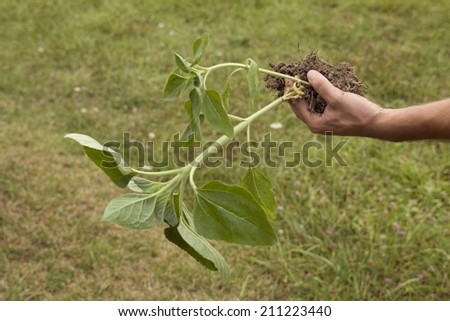 Farmer\'s hands planting a sunflower little plant